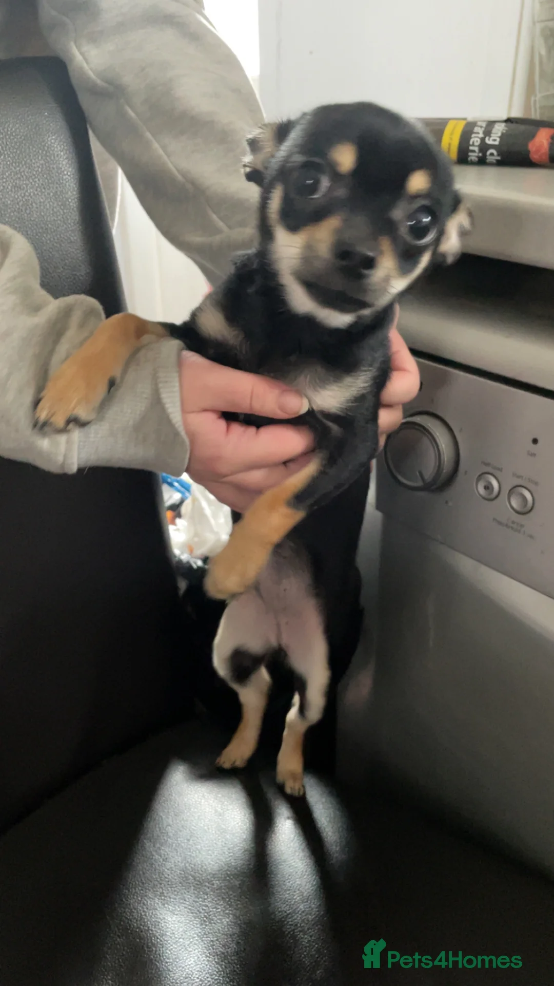 Chihuahua dogs for sale: Pearl head Chihuahua in Liskeard - Advert 2