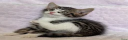 Mixed Breed cats for sale: BSH x Maine coon kittens (various prices) - Advert 13