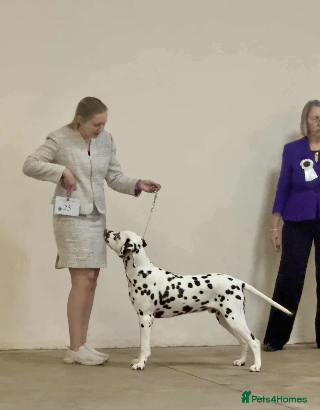 Dalmatian dogs for sale: Planned quality KC Reg black spotted litter  - Advert 7