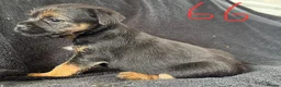 Border Terrier dogs for sale: Beautiful border terrier puppies  in Trimdon Station - Advert 4