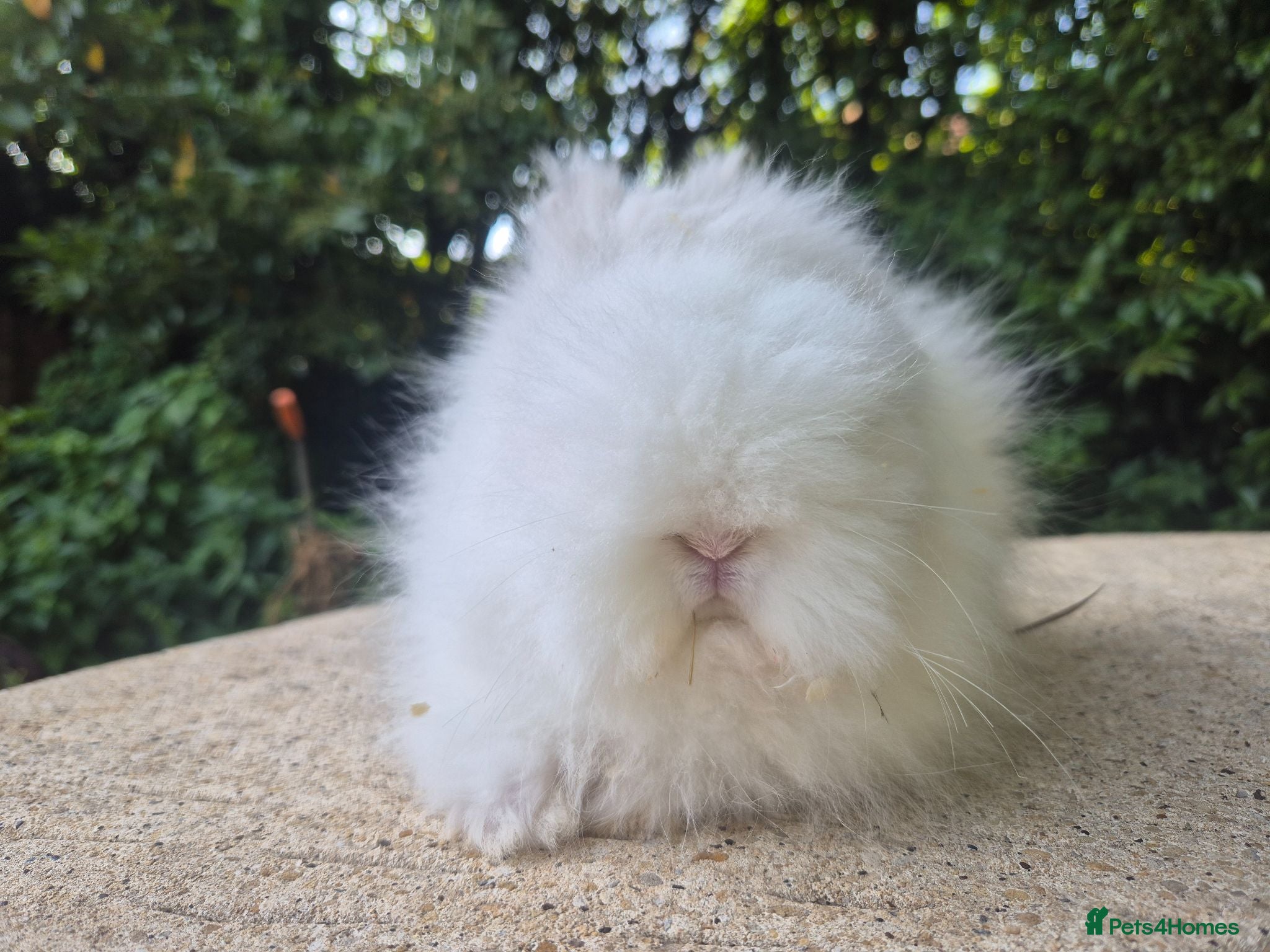 Angora rabbits 💙READY NOW-STUNNING TEDDYDWERG BOY💙 - Advert 2