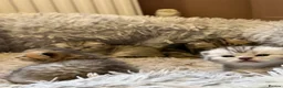 Exotic cats for sale: Exotic Shorthair Cross Kittens - Advert 7