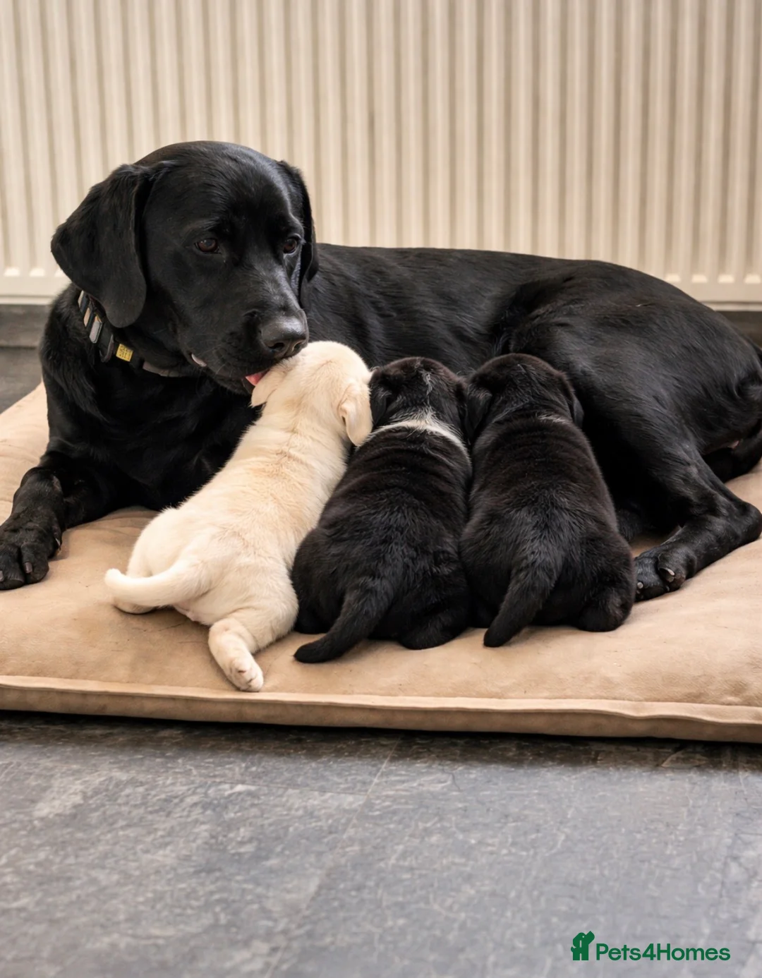 Labrador Retriever dogs for sale: 3 stunning labradors for sale in Dagenham - Advert 1