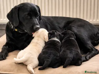 Labrador Retriever dogs 3 stunning labradors for sale - Advert 2