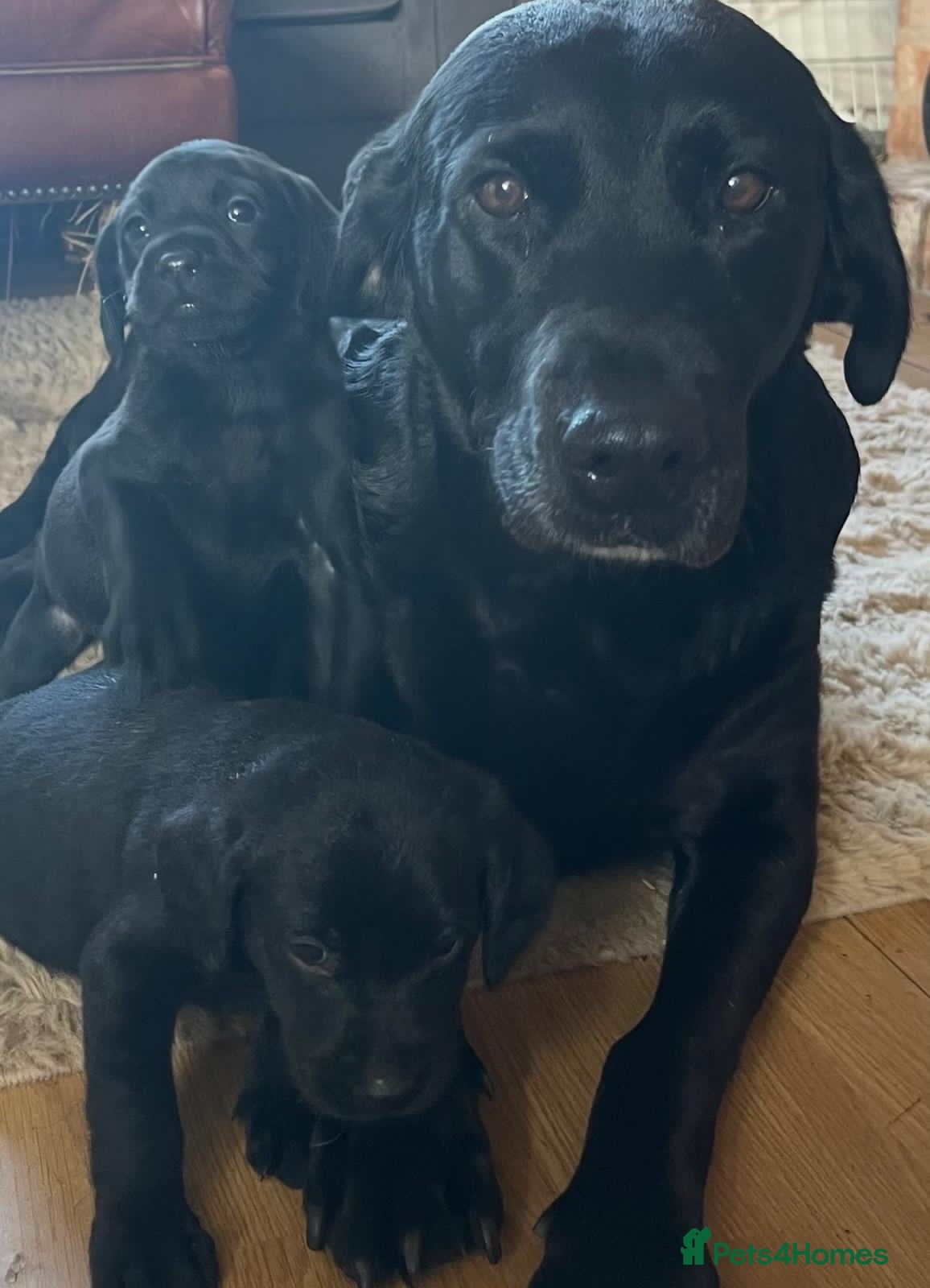 Borador dogs Collie x Labrador’s  - Advert 1