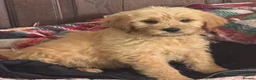 Mini Goldendoodle dogs for sale: Health-Tested Family Happy Sociable Goldendoodles - Advert 18