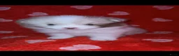 Pomeranian dogs for sale: beautiful Pomeranians  boys - Advert 8