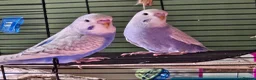 Budgerigars birds for sale: 3 Male Chicks Semi Tame in Betchworth - Advert 2