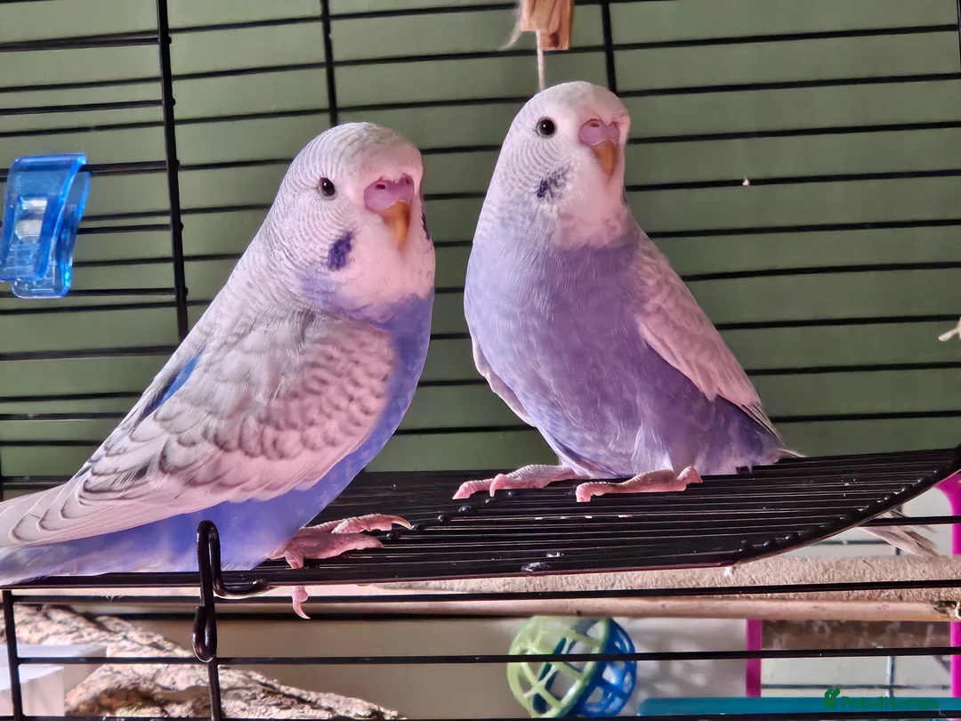 Budgerigars birds for sale: 3 Male Chicks Semi Tame in Betchworth - Advert 2