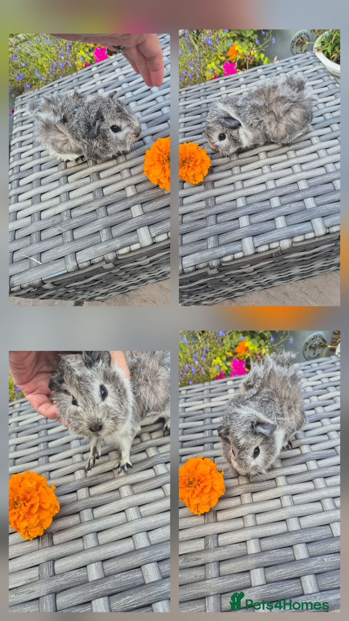 Guinea Pig rodents Baby Californian Silver Funky Sow - Advert 2