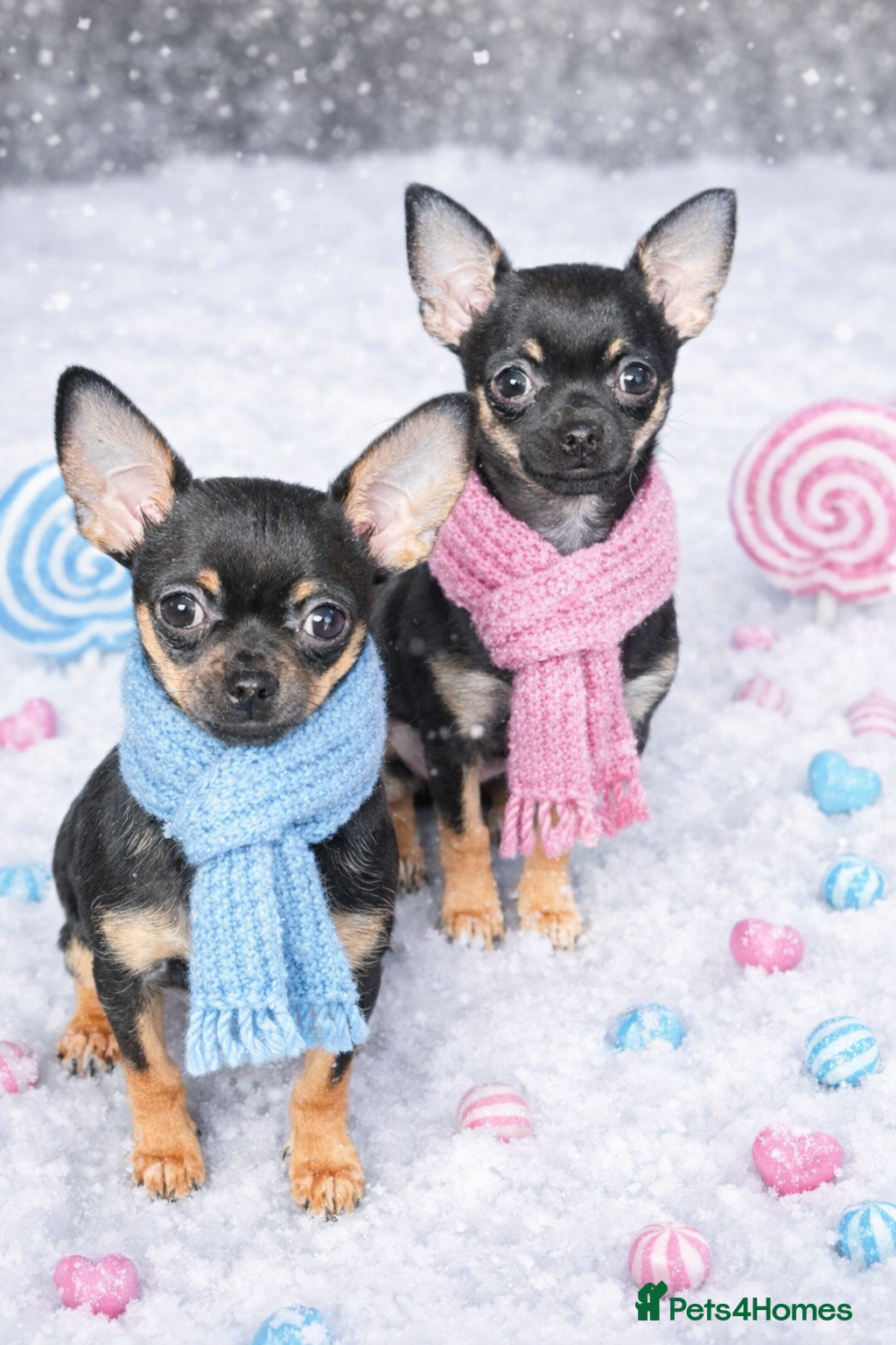 Chihuahua dogs Stunning Black and Tan smoothcoat female  - Advert 1