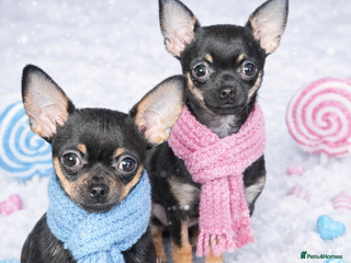 Chihuahua dogs Stunning Black and Tan smoothcoat female - Advert 5