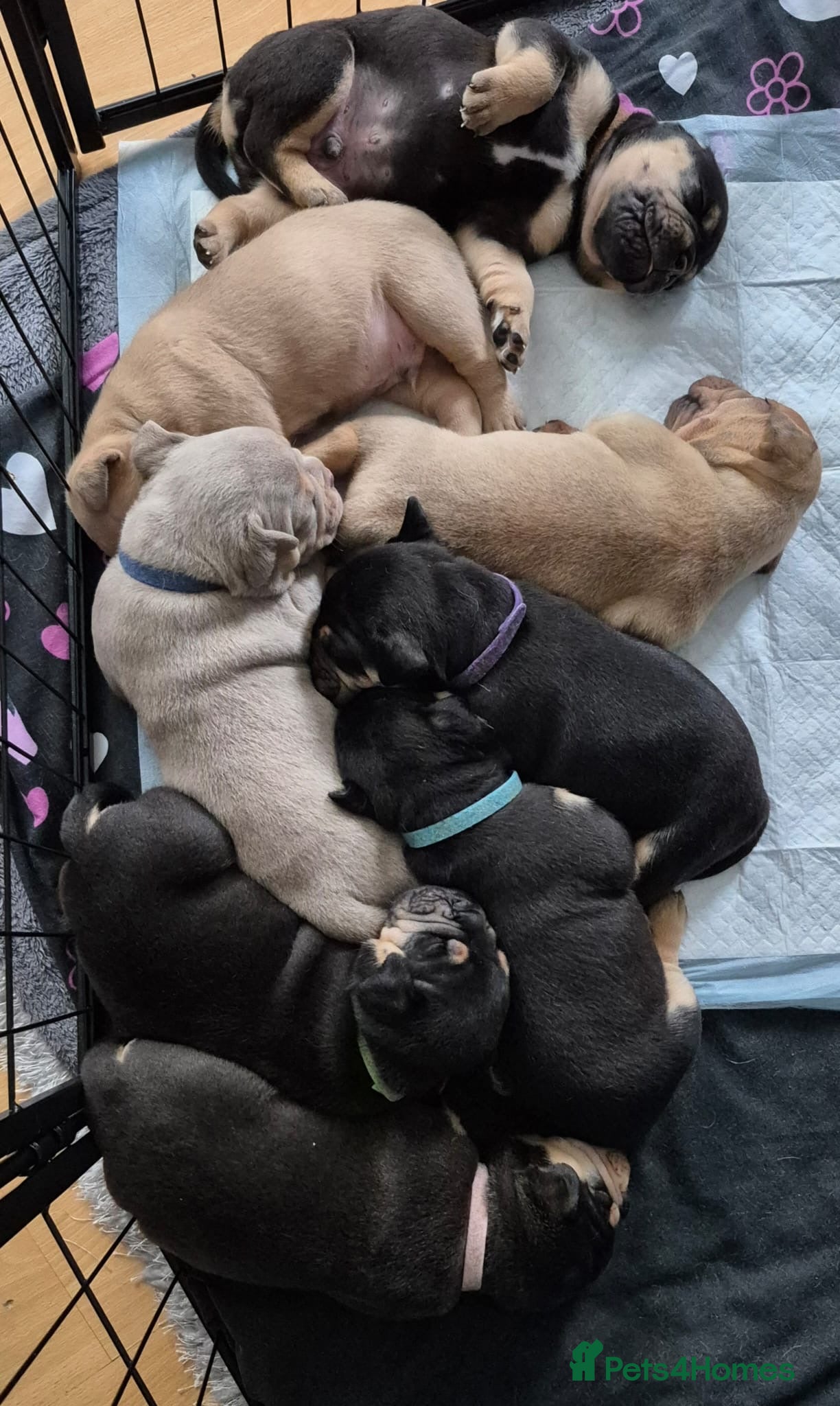 Old Tyme Bulldog dogs Old Tyme English Bulldog Puppies - Advert 3