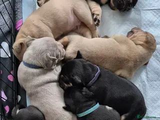 Old Tyme Bulldog dogs Old Tyme English Bulldog Puppies - Advert 3