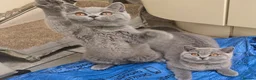 British Shorthair cats for sale: 3 Gorgeous British Short Hair Kittens - Advert 6