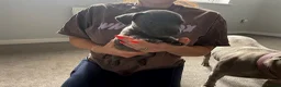 Staffordshire Bull Terrier dogs for sale: Four stunning blue Staffordshire bull terriers - Advert 8