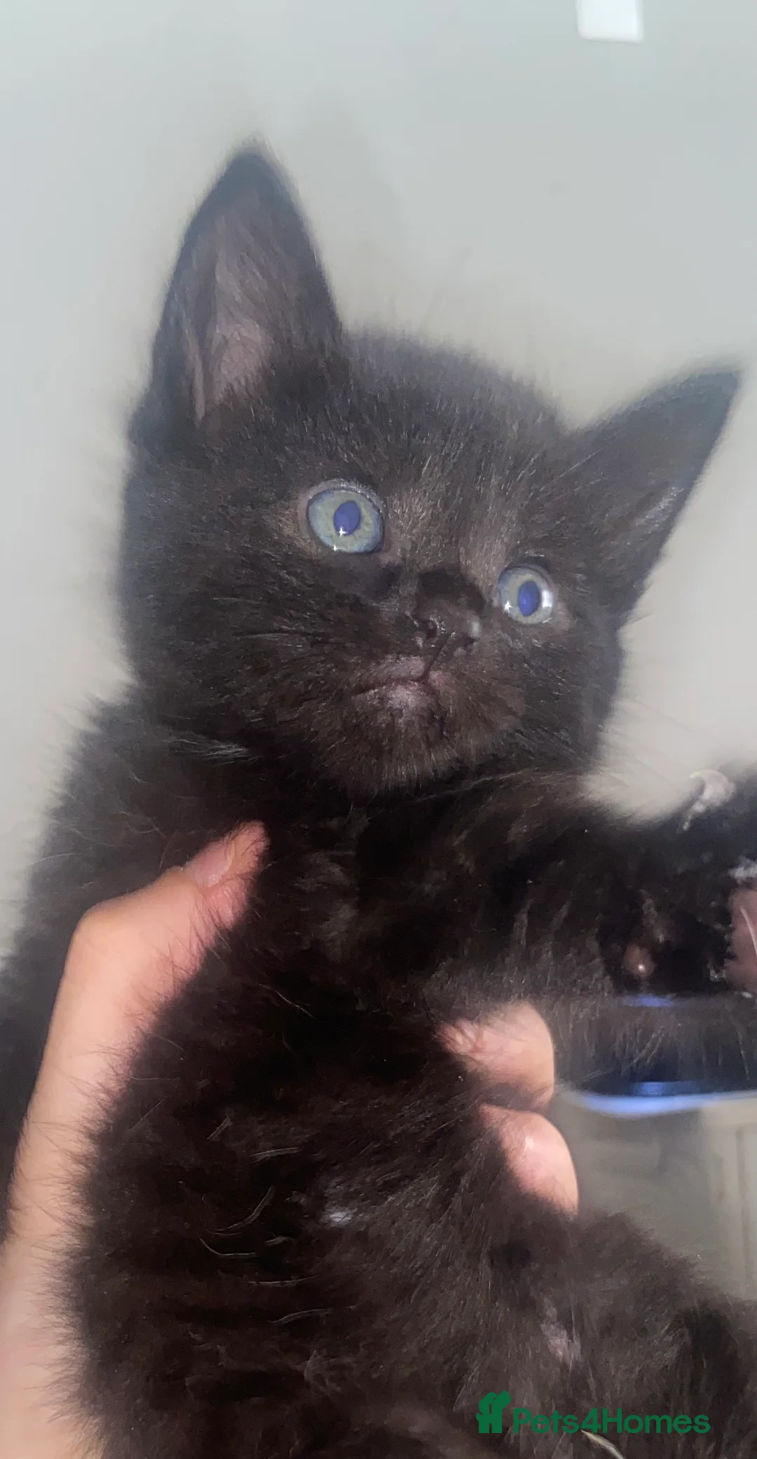 Mixed Breed cats for sale: Beautiful boy kittens  in Liverpool - Advert 2
