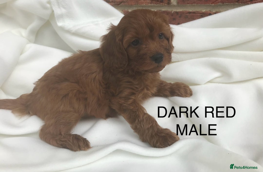 Cavapoo dogs for sale: Extensively DNA 200 tests BVA heart/eyes clear  - Image 17