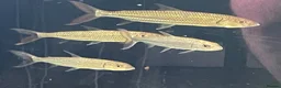 Other/Mixed Breed fish for sale: African tiger fish - Advert 1