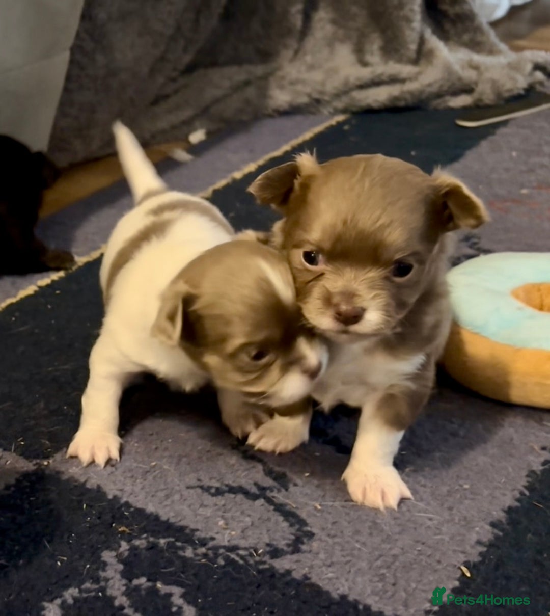Chihuahua dogs for sale: Beautiful long haired, chihuahua puppies - Advert 13