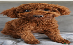 Miniature Poodle dogs for sale: Miniature/toy poodle 1 year old boy (Otis)  - Image 4