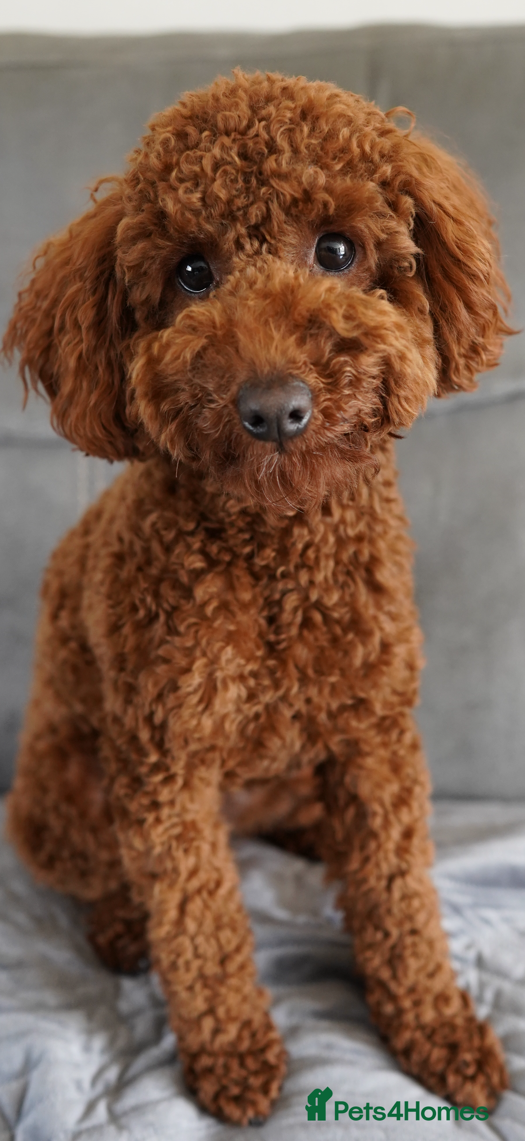 Miniature Poodle dogs for sale: Miniature/toy poodle 1 year old boy (Otis)  - Image 4