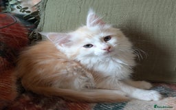 Maine Coon cats for sale: Maine Coon Kittens - Image 31