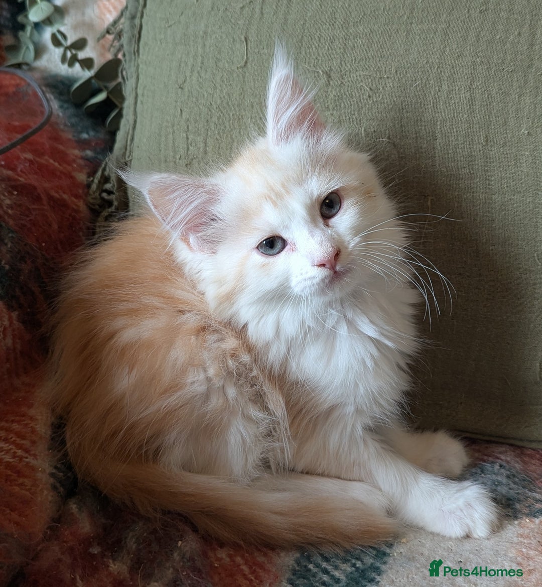 Maine Coon cats for sale: Maine Coon Kittens - Image 31