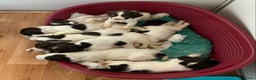 English Springer Spaniel dogs for sale: Springer Spaniel Puppies - Advert 2