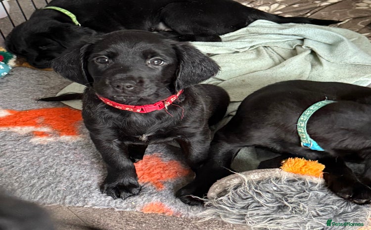 Mixed Breed dogs Gorgeous sprockador puppies for sale  - Advert 1