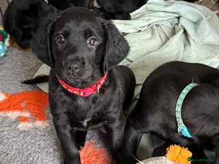 Mixed Breed dogs Sprockador puppies looking for their new homes! - Advert 9