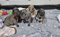 Mixed Breed dogs for sale: French Bulldog x Chichuhua - Image 15