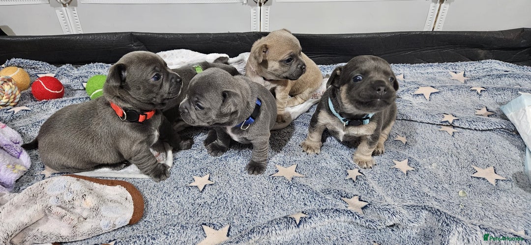Mixed Breed dogs for sale: French Bulldog x Chichuhua - Image 15