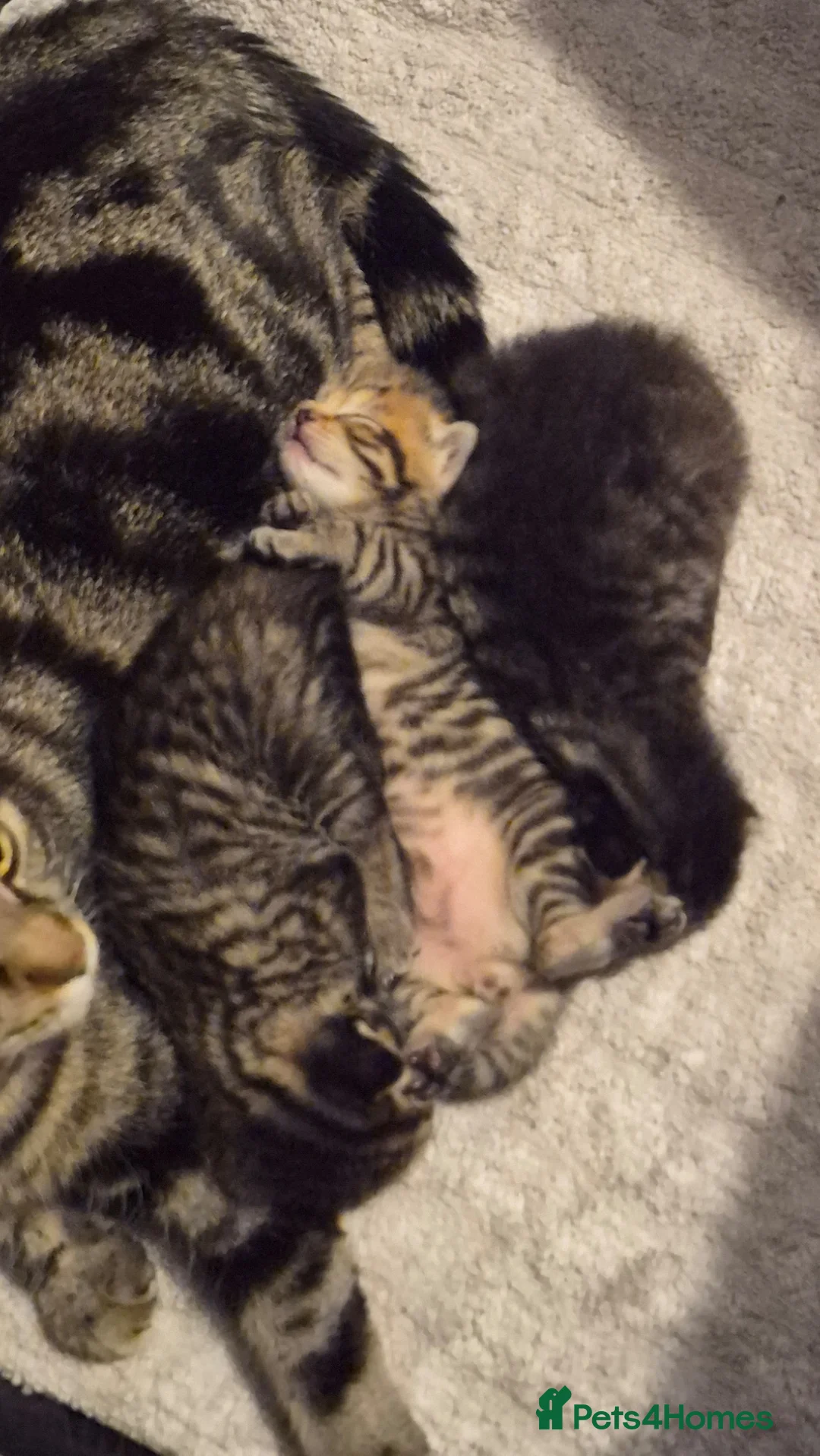 British Shorthair cats for sale: Adorable Kittens Looking for Loving Homes 🐾 - Advert 2