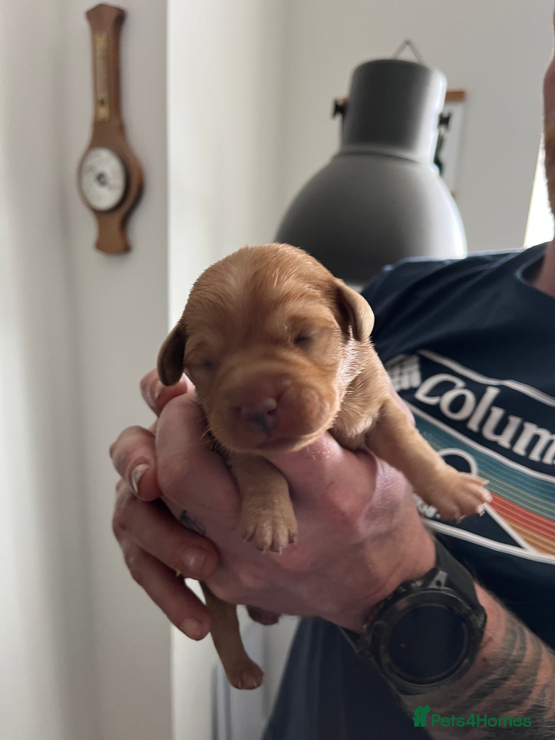 Labrador Retriever dogs for sale: KC Registered Fox red Labradors - Image 13