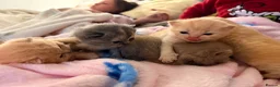 British Shorthair cats for sale: Beautiful British Shorthair Kittens-Rare colours - Advert 13
