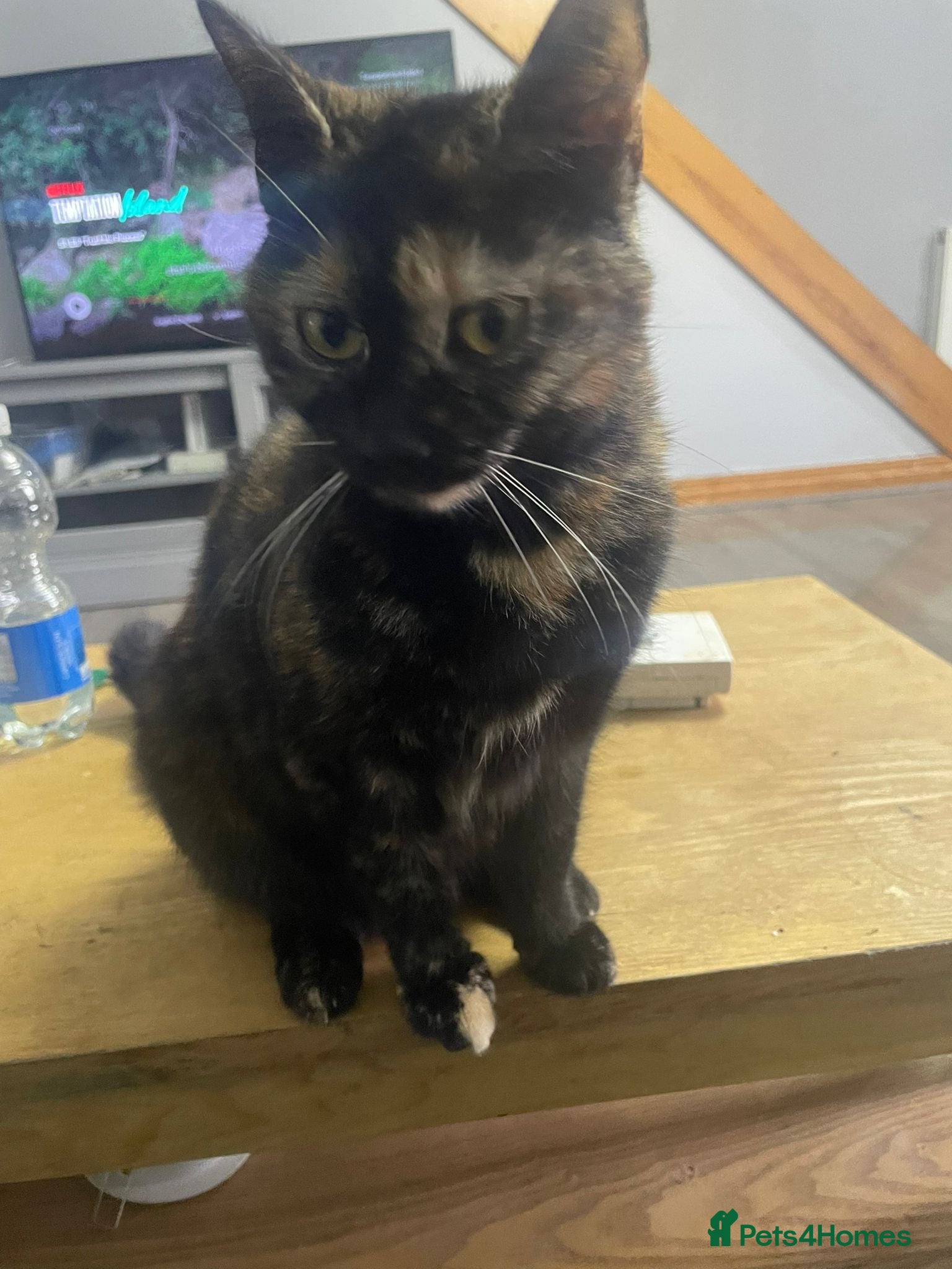Mixed Breed cats 2 cats for sale - Advert 1
