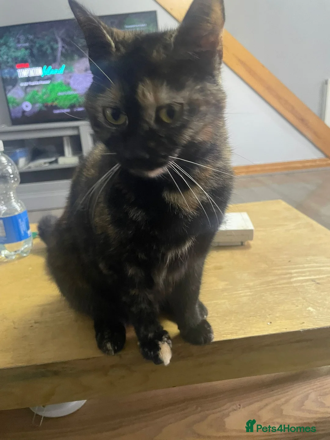 Mixed Breed cats for sale: 2 cats for sale in Huddersfield - Advert 1
