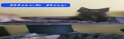Maine Coon cats for sale: Maine coon kittens 😸 2 boys and 2 girls - Advert 9