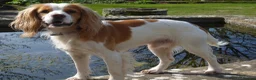 Cocker Spaniel dogs for stud: Fully health tested KC cocker spaniel for stud - Advert 2