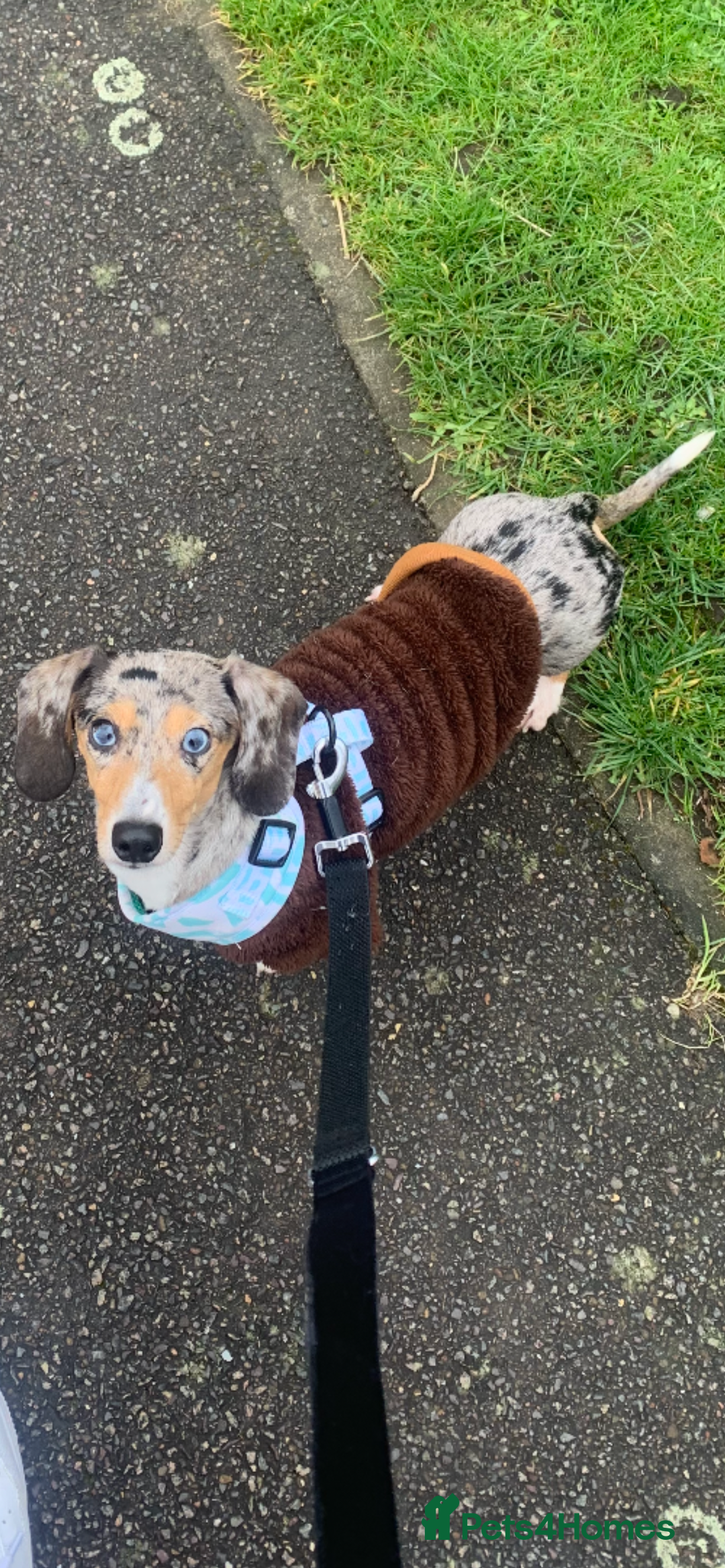 Miniature Dachshund dogs for stud: Miniature Daschsund stud in Peterborough - Image 1