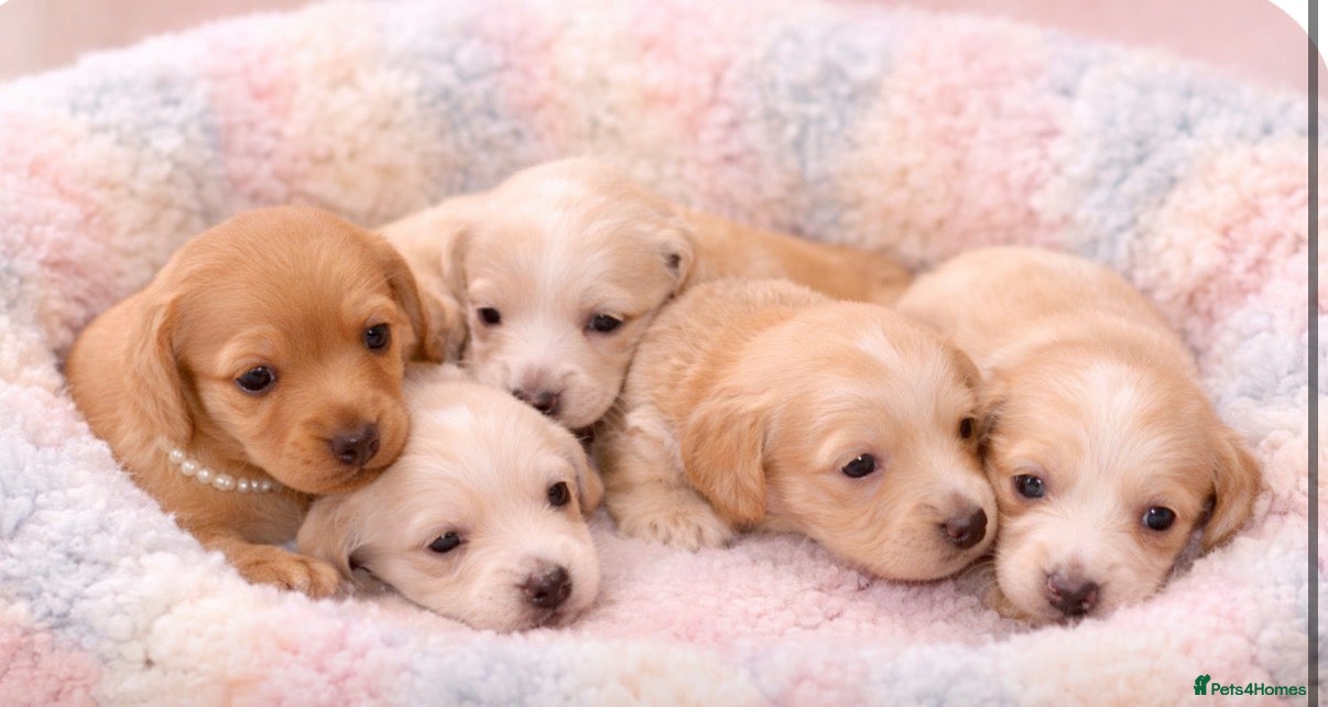 Miniature Dachshund dogs ✨🩷 absolutely STUNNING full long hair light cream - Advert 2