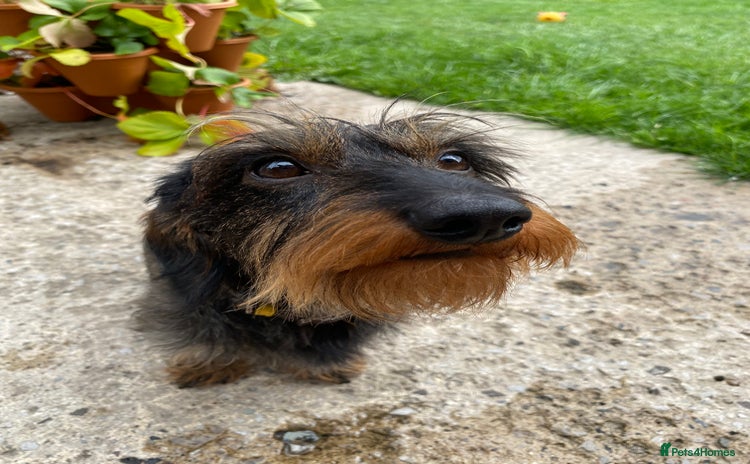Miniature Dachshund dogs in Manchester - Advert 4
