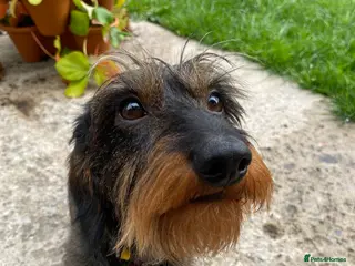 Miniature Dachshund dogs MINIATURE WIRE HAIRED DACHSHUND STUD !! PROVEN in Manchester - Advert 8