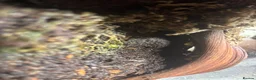 Frog reptiles for sale: 2 Dart frogs “citronella” - Advert 2