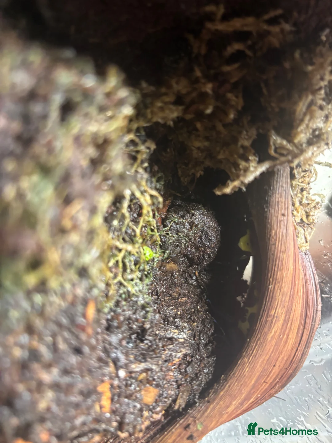 Frog reptiles for sale: 2 Dart frogs “citronella” - Advert 2
