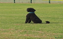 Standard Poodle dogs for stud: Standard poodle - Image 4