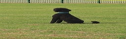 Standard Poodle dogs for stud: Standard poodle - Advert 4
