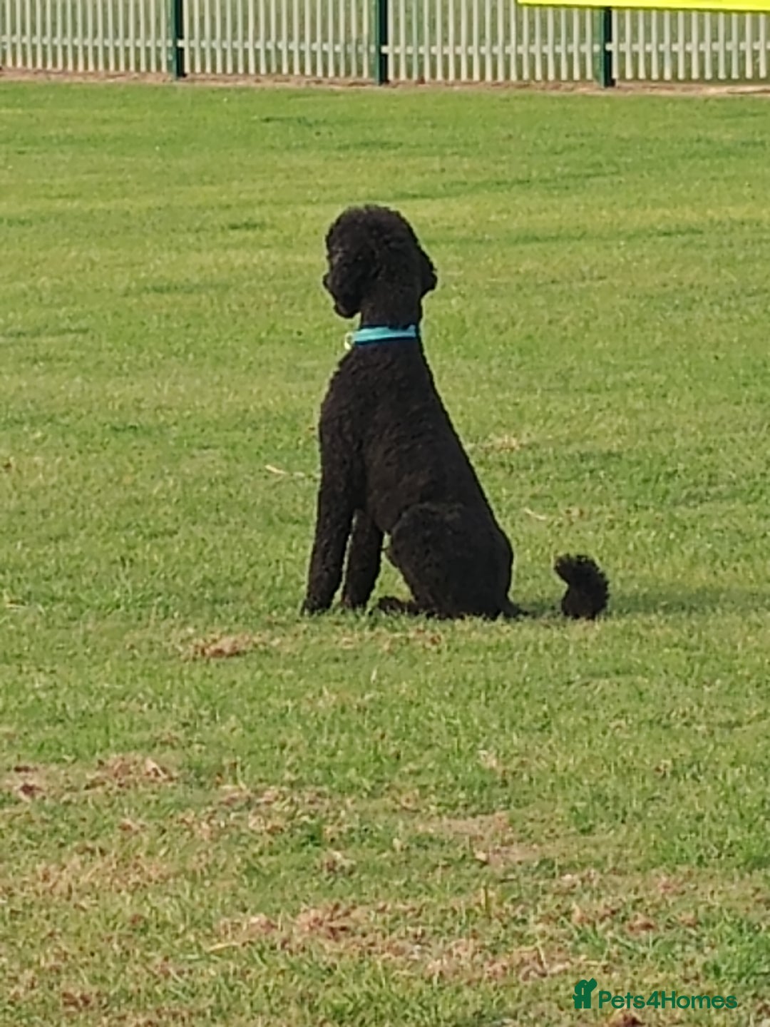 Standard Poodle dogs for stud: Standard poodle - Image 4