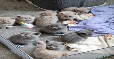British Shorthair cats - Advert 4